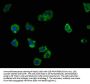 LRTM2 Antibody