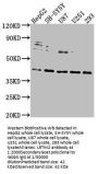 LRTM2 Antibody