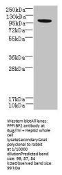 PPFIBP2 Antibody