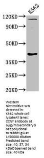 CCNY Antibody