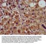 CCNY Antibody