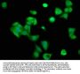 CCNY Antibody
