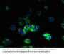 VN1R2 Antibody