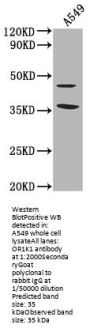 OR1K1 Antibody