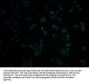 OR1K1 Antibody