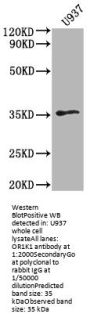 OR1K1 Antibody