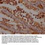 OR1K1 Antibody