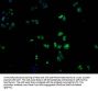 OR1K1 Antibody