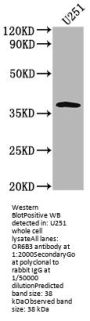 OR6B3 Antibody