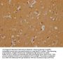 OR6B3 Antibody