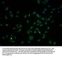 OR10K1 Antibody