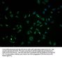 OR10K1 Antibody