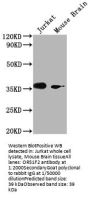 OR51F2 Antibody