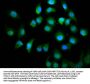 KIF18A Antibody