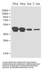 pho Antibody