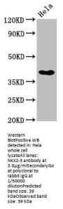 NKX2-3 Antibody
