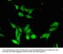 CHD5 Antibody