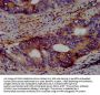 KCNV2 Antibody