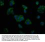 KCNV2 Antibody