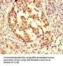 GPX8 Antibody