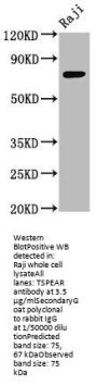 TSPEAR Antibody