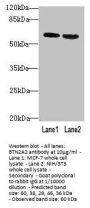 BTN2A2 Antibody