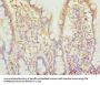 BTN2A2 Antibody