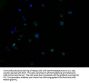 NRG4 Antibody
