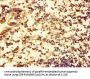 RTN4IP1 Antibody