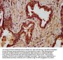 LIPH Antibody