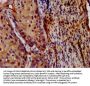 LIPH Antibody