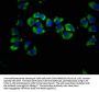 LIPH Antibody