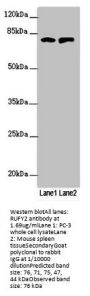 RUFY2 Antibody