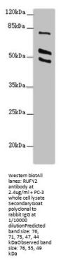 RUFY2 Antibody