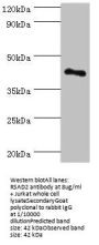 Rabbit anti-human RSAD2 polyclonal Antibody