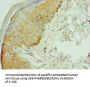 Rabbit anti-human RSAD2 polyclonal Antibody