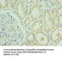 Rabbit anti-human RSAD2 polyclonal Antibody
