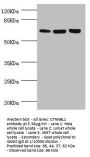 CTNNBL1 Antibody