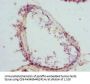 CTNNBL1 Antibody