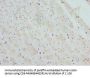 CTNNBL1 Antibody