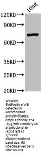 ompC Antibody
