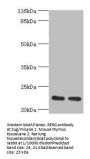 RERG Antibody