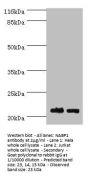 NABP1 Antibody