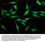 LRRC45 Antibody
