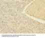MRRF Antibody
