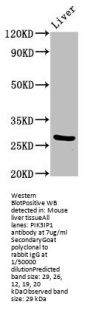 PIK3IP1 Antibody
