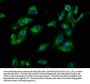 PIK3IP1 Antibody