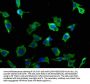 DCHS1 Antibody