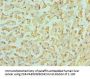 BMF Antibody