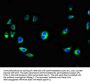 KCTD7 Antibody